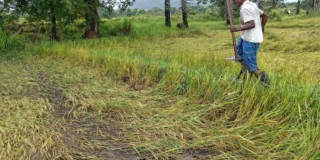 අයහපත් කාලගුණයෙන් උතුරේ අක්කර 37,000ට අධික ප්‍රමාණයක් විනාශවීමේ අවදානමක