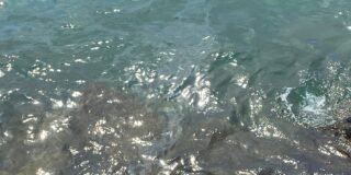 සංචාරක හෝටලයක් මගින් ඉන්ධන ( ඩීසල් )  මුහුදට මුදා හැරීම