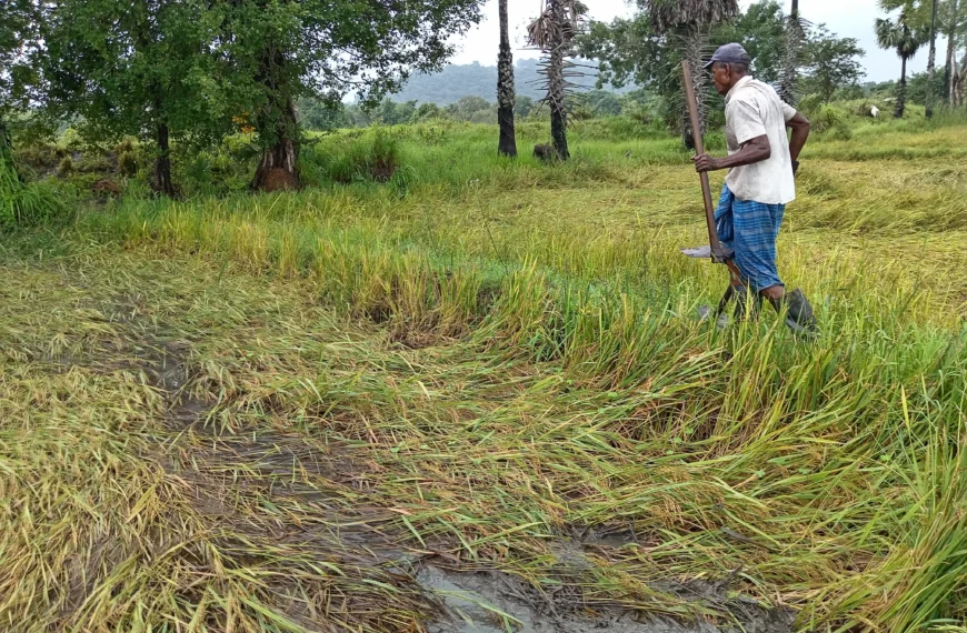 අයහපත් කාලගුණයෙන් උතුරේ අක්කර 37,000ට අධික ප්‍රමාණයක් විනාශවීමේ අවදානමක