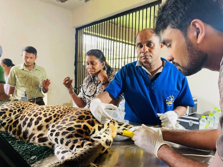 කදිරා සහ රේණු කෘතිම සිංචනයට