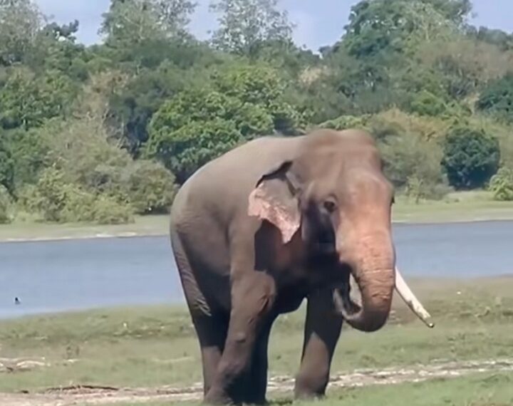 “සුමේධ” ඇවිල්ලා 