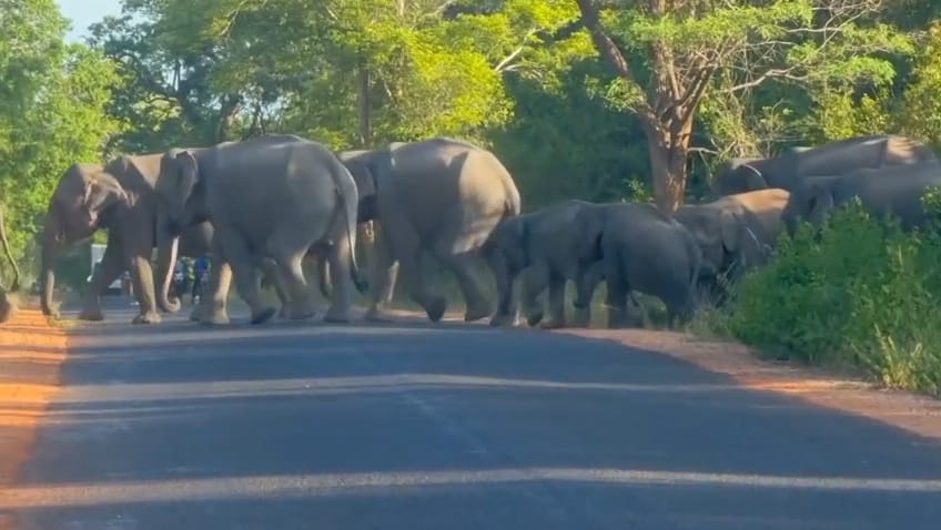 පුදුකුඩිඉරිප්පුවේ පාර හරහා ගිය අලි රංචුව.