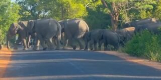 පුදුකුඩිඉරිප්පුවේ පාර හරහා ගිය අලි රංචුව.