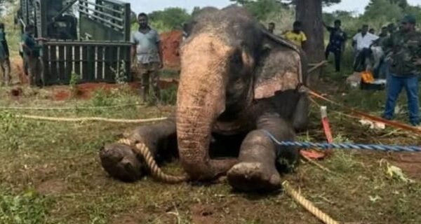 මහබුලන්කුලම අලියා රැගෙන යාම නවතියි.