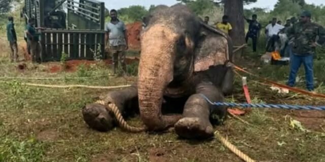 මහබුලන්කුලම අලියා රැගෙන යාම නවතියි.