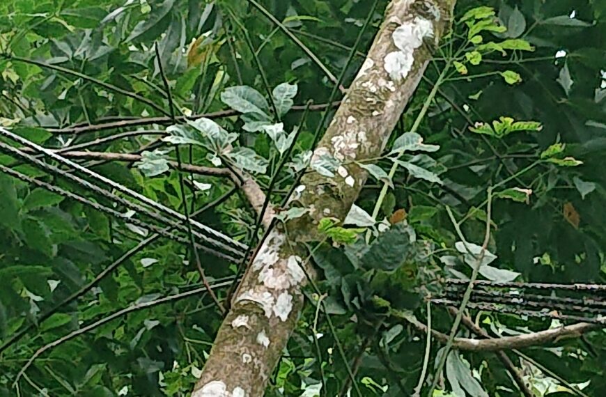ඇහැලියගොඩ විදුලිය බිඳවැටීම් යථාවත් කිරීම අකාර්යක්ෂමයි
