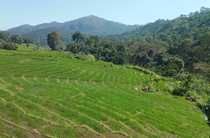 වල් වී මර්ධනය කිරීම සඳහා සතියක් මෙම මස අග භාගයේදී